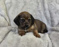 Sable, a female Puggle for sale in Ava, MO – 5 of 9
