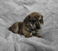 Theo, a male Puggle for sale in Ava, MO – 6 of 10