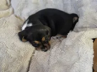 Sissy, a female Puggle for sale in Ava, MO – 3 of 8