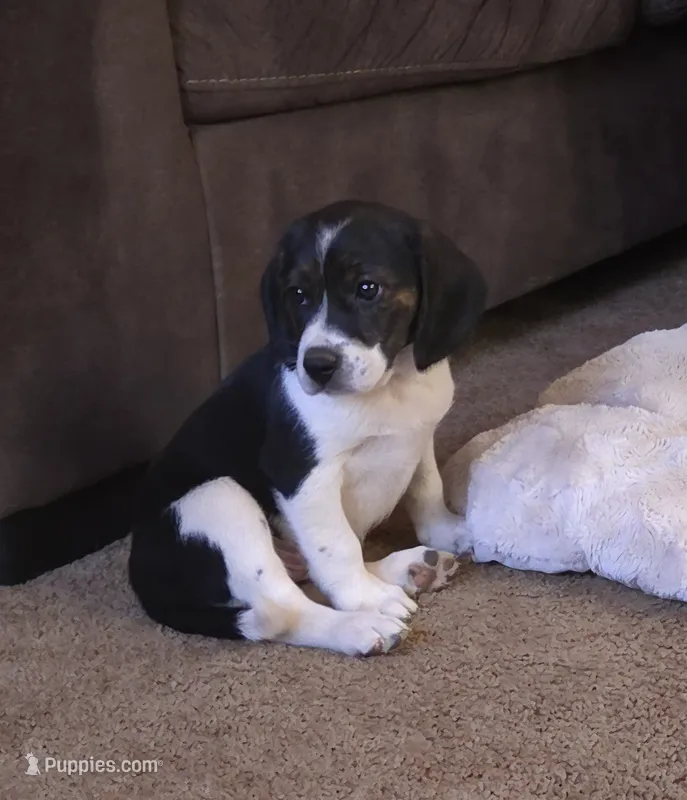 Bruiser – Puggle puppy for sale in Ava, MO