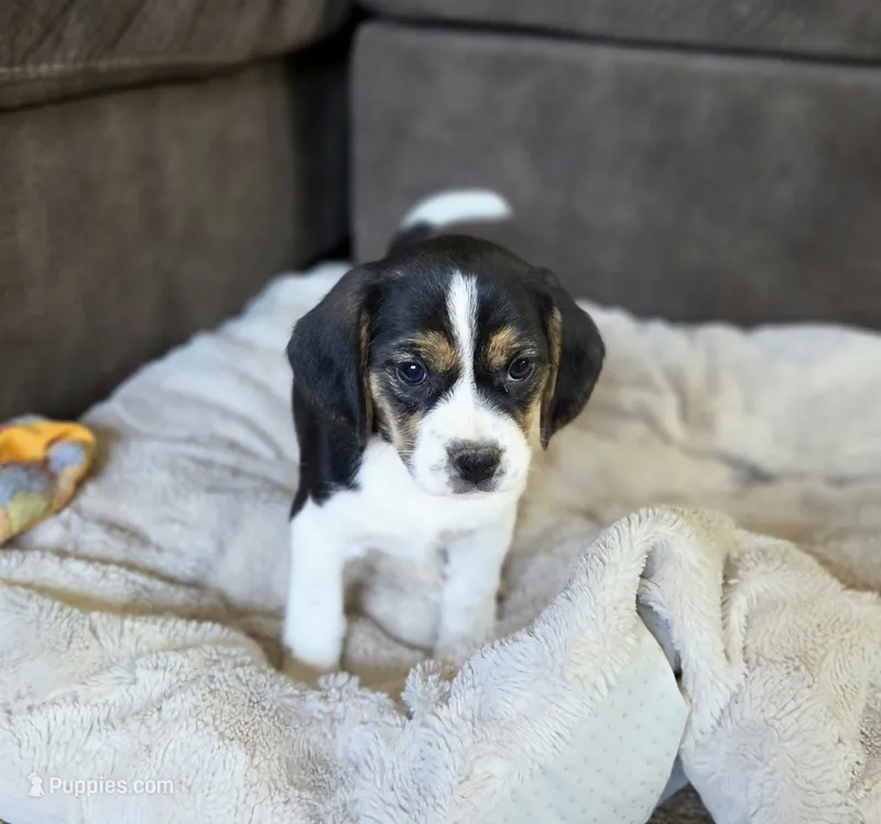 Tulip On Hold – Puggle puppy on hold in Ava, MO
