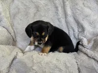 Sissy, a female Puggle for sale in Ava, MO – 7 of 8