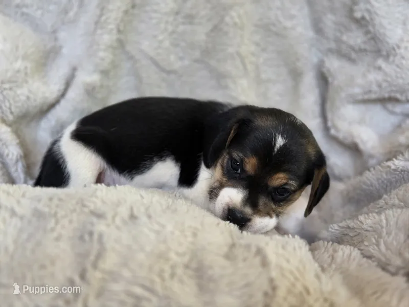 Daisy – Puggle puppy for sale in Ava, MO
