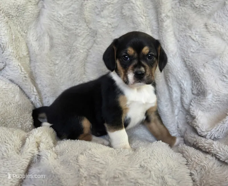 Sissy – Puggle puppy for sale in Ava, MO