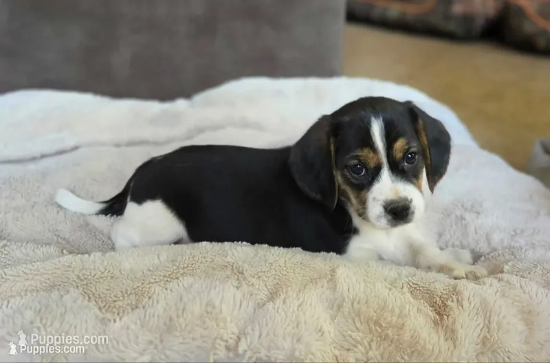Tulip – Puggle puppy for sale in Ava, MO