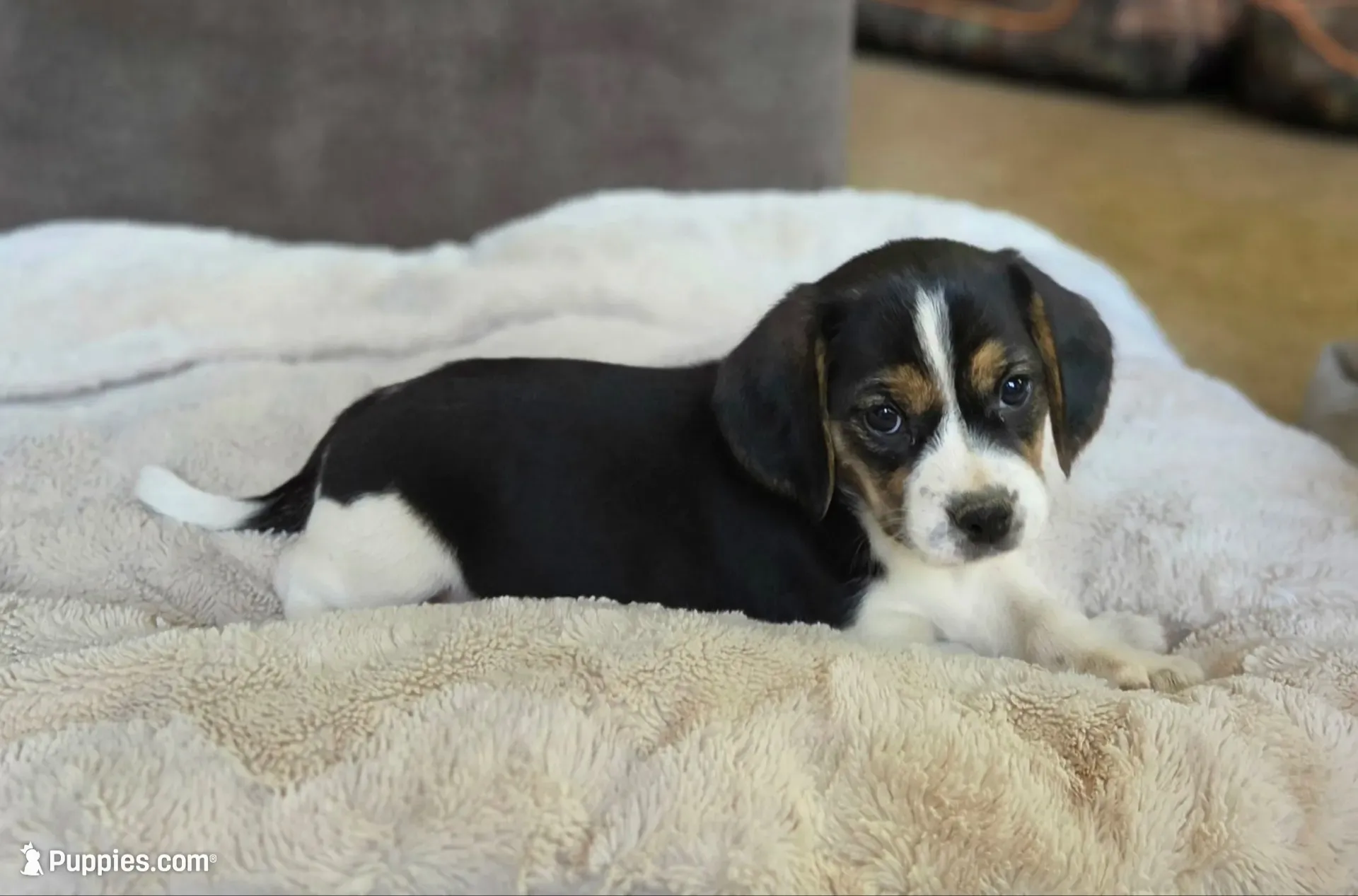 Tulip On Hold, a female Puggle for sale in Ava, MO – 2 of 10