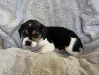 Daisy, a female Puggle for sale in Ava, MO – 6 of 8