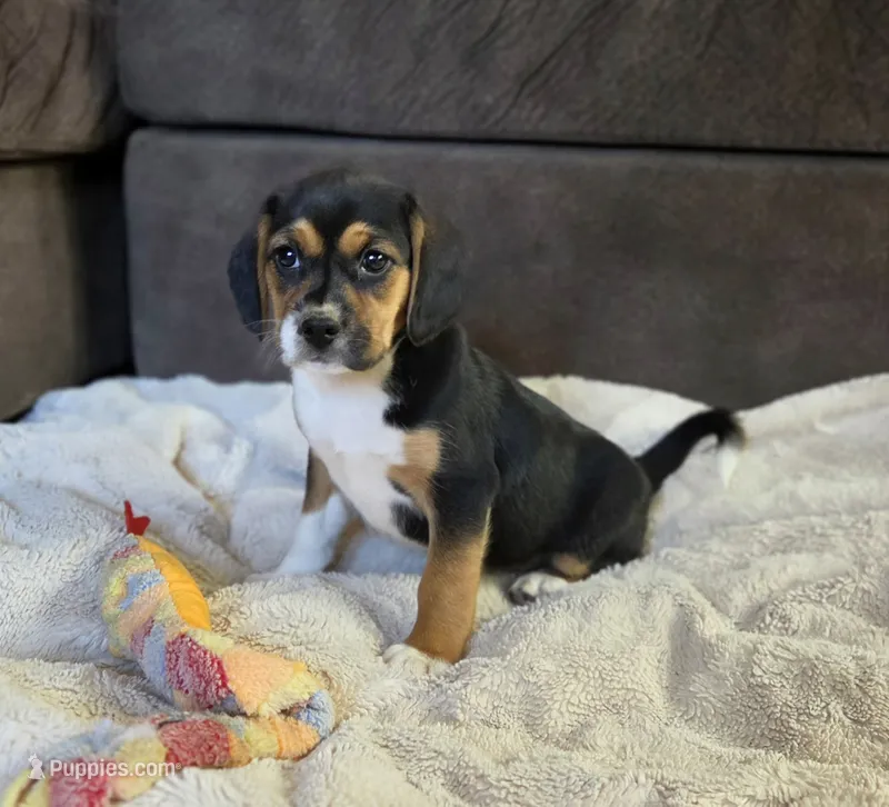 Sissy – Puggle puppy for sale in Ava, MO