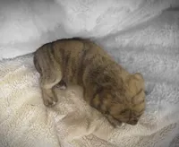 Theo, a male Puggle for sale in Ava, MO – 7 of 10