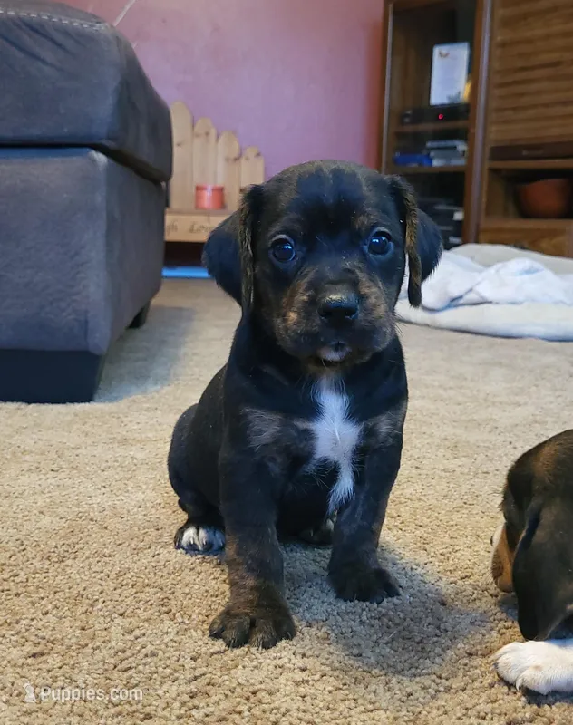 Charlie – Puggle puppy for sale in Ava, MO