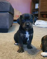 Charlie, a male Puggle for sale in Ava, MO – 1 of 8