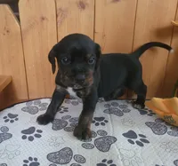 Charlie, a male Puggle for sale in Ava, MO – 7 of 8