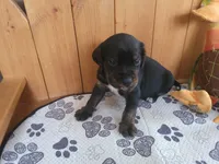 Charlie, a male Puggle for sale in Ava, MO – 8 of 8