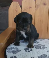 Charlie, a male Puggle for sale in Ava, MO – 5 of 8