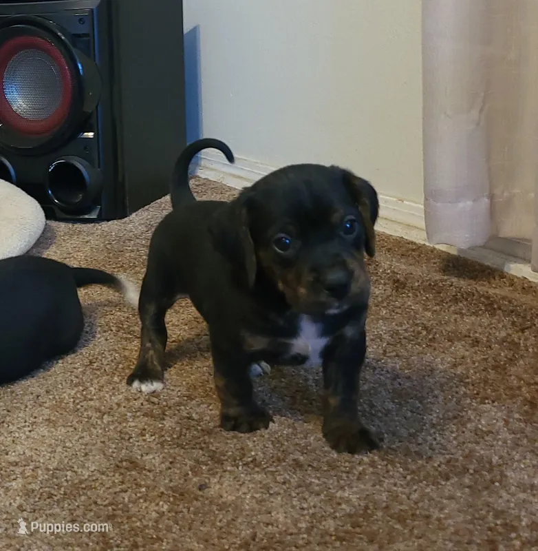 Charlie – Puggle puppy for sale in Ava, MO