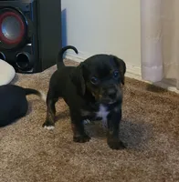 Charlie, a male Puggle for sale in Ava, MO – 2 of 8