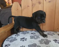 Charlie, a male Puggle for sale in Ava, MO – 6 of 8