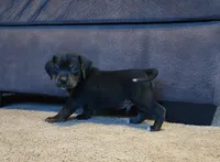 Charlie, a male Puggle for sale in Ava, MO – 3 of 8