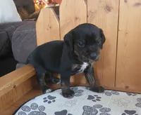 Charlie, a male Puggle for sale in Ava, MO – 4 of 8