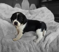 Bruiser, a male Puggle for sale in Ava, MO – 7 of 10
