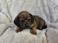 Sable, a female Puggle for sale in Ava, MO – 2 of 9