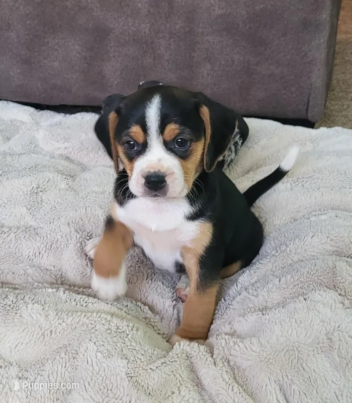 Rosie – Puggle puppy for sale in Ava, MO