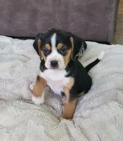 Rosie, a female Puggle for sale in Ava, MO – 4 of 10