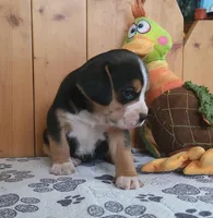 Rosie, a female Puggle for sale in Ava, MO – 8 of 10