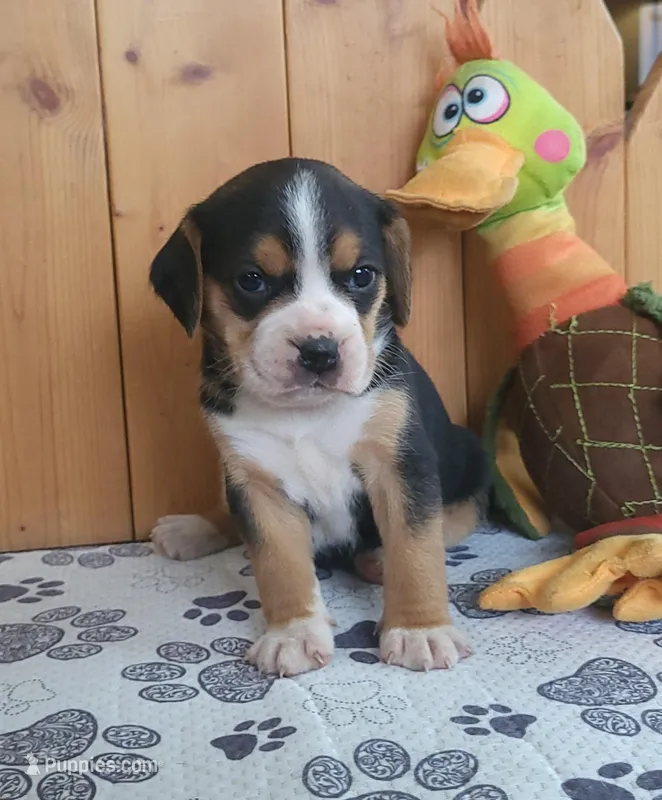 Rosie – Puggle puppy for sale in Ava, MO