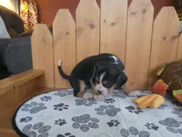 Rosie, a female Puggle for sale in Ava, MO – Photo 2 of 2