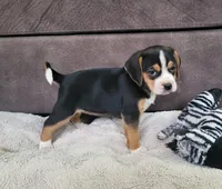 Rosie, a female Puggle for sale in Ava, MO – 5 of 10