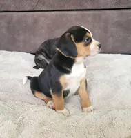 Rosie, a female Puggle for sale in Ava, MO – 7 of 10