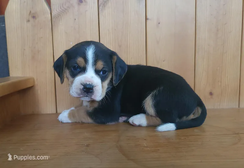 Rosie – Puggle puppy for sale in Ava, MO