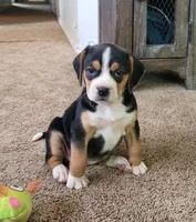 Rosie, a female Puggle for sale in Ava, MO – 6 of 10