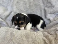 Daisy, a female Puggle for sale in Ava, MO – 4 of 8