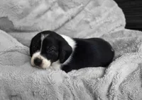 Bruiser, a male Puggle for sale in Ava, MO – 5 of 10