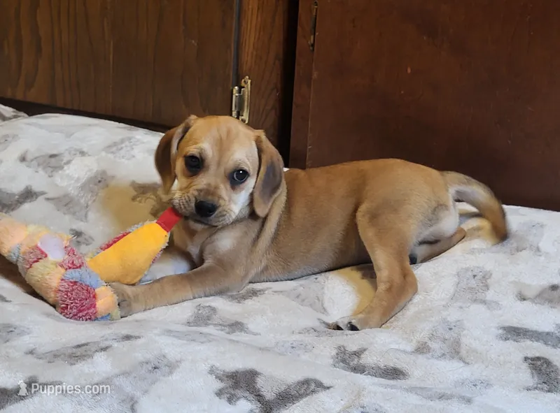 Dixie – Puggle puppy for sale in Ava, MO