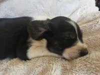 Bruiser, a male Puggle for sale in Ava, MO – 8 of 10