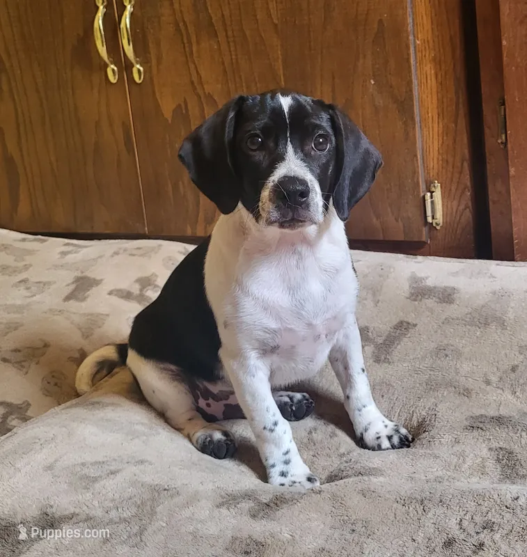 Max – Puggle puppy for sale in Ava, MO