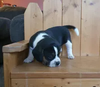 Sarge, a male Puggle and Beagle for sale in Ava, MO – Photo 5 of 5