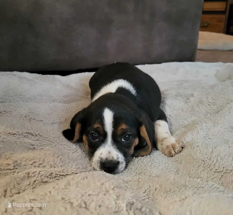 Sarge – Puggle puppy for sale in Ava, MO