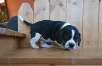 Sarge, a male Puggle and Beagle for sale in Ava, MO – Photo 2 of 5