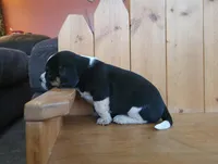 Sarge, a male Puggle and Beagle for sale in Ava, MO – Photo 4 of 5