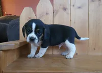 Sarge, a male Puggle and Beagle for sale in Ava, MO – Photo 3 of 5