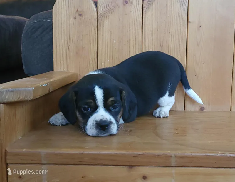 Sarge – Puggle, Beagle puppy for sale in Ava, MO