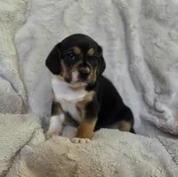 Sissy, a female Puggle for sale in Ava, MO – 4 of 8