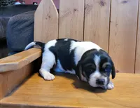 Sophie , a female Puggle for sale in Ava, MO – Photo 5 of 8