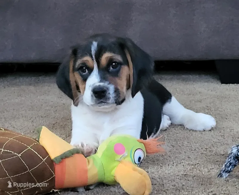 Sophie  – Puggle puppy for sale in Ava, MO