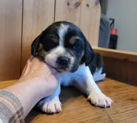 Sophie , a female Puggle for sale in Ava, MO – Photo 3 of 8
