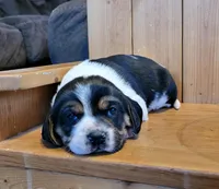 Sophie , a female Puggle for sale in Ava, MO – Photo 2 of 8